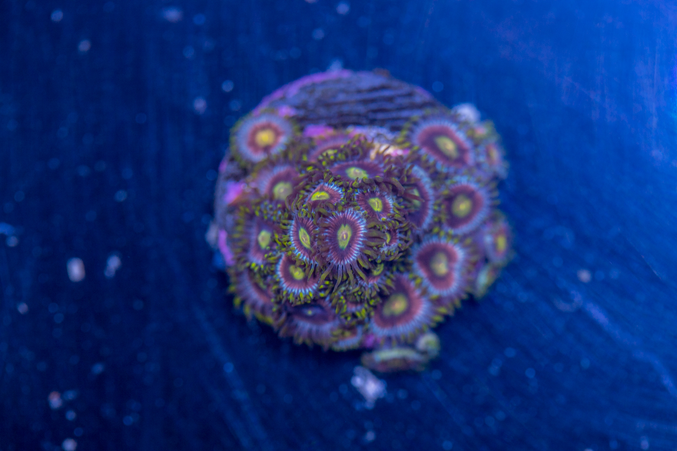 Zoanthids - Green Dragon 1 Zoanthids - Green Dragon