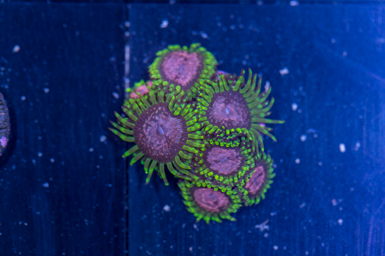 Zoanthids - Purple Monster 1 Zoanthids - Purple Monster