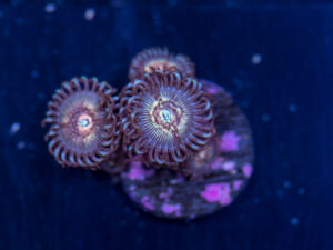 Zoanthids - Dragonslayer