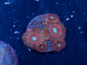Zoanthids - Magician