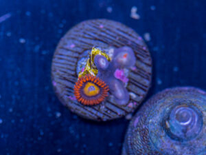 Zoanthids - Fruit Loop