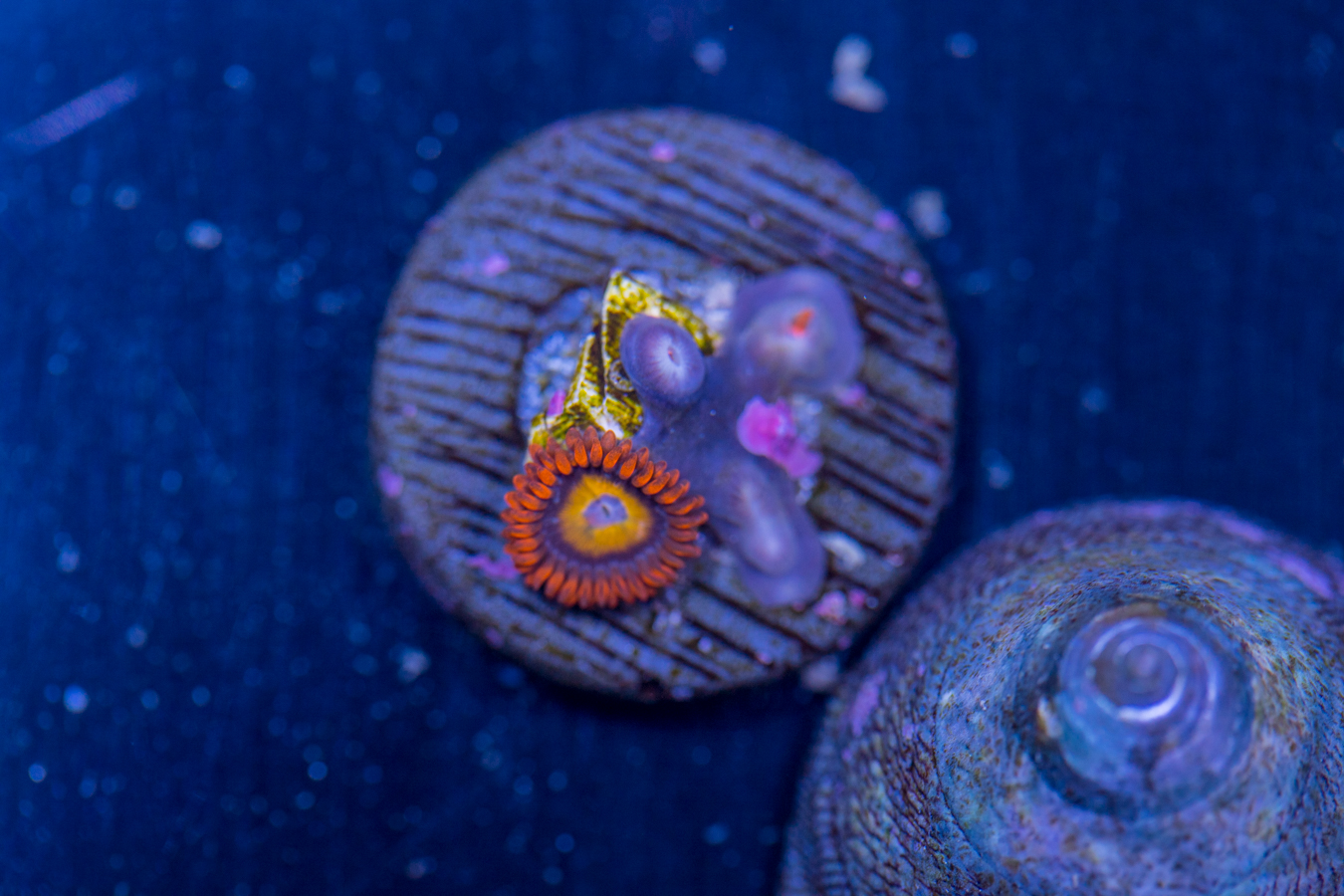 Zoanthids - Fruit Loop 1 Zoanthids - Fruit Loop