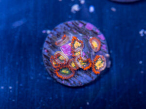 Zoanthids - Flaming Sun