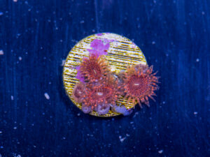 Zoanthids - Darth Maul