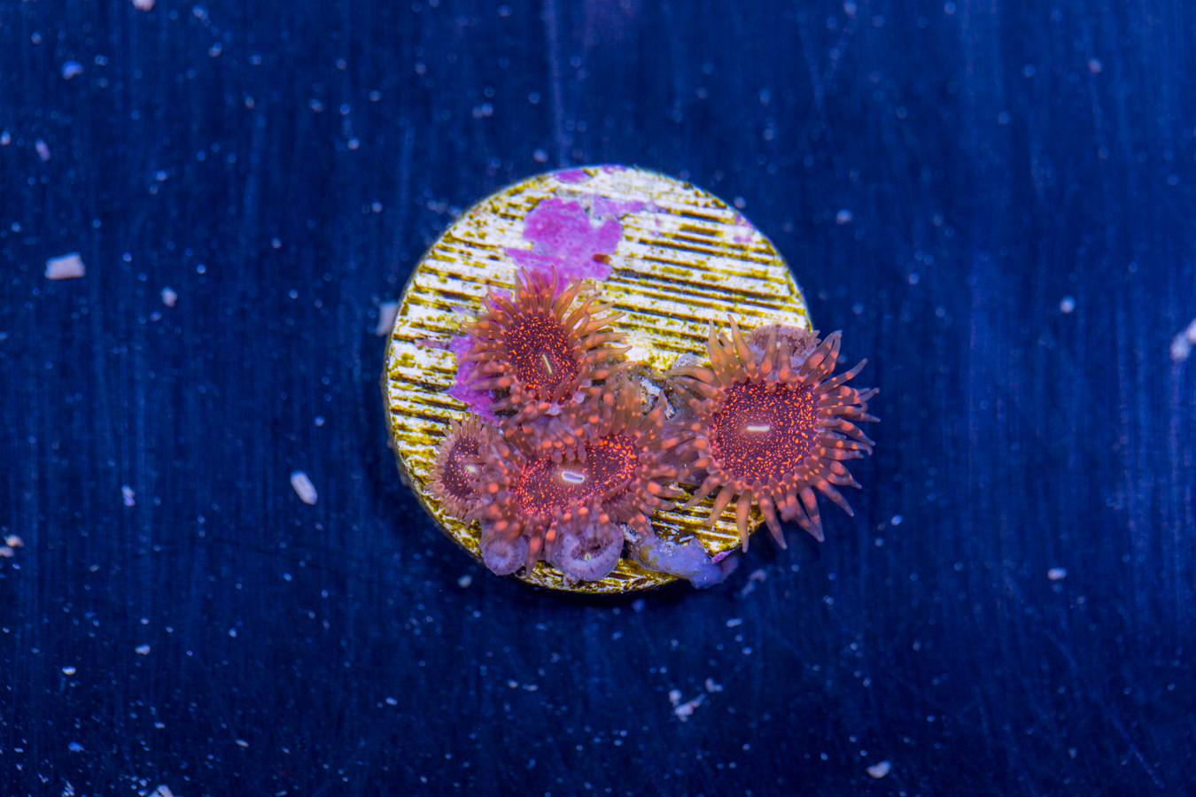 Zoanthids - Darth Maul 1 Zoanthids - Darth Maul