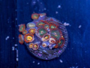 Zoanthids - Gatorade