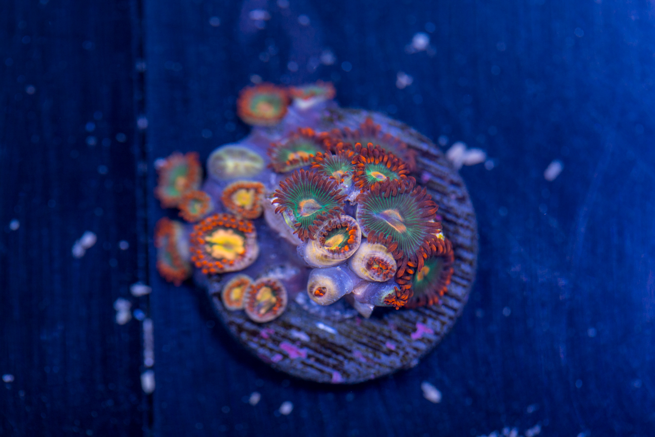 Zoanthids - Gatorade 1 Zoanthids - Gatorade