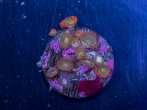 Zoanthids - Gatorade