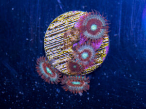 Zoanthids - Magician