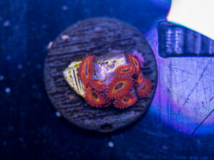 Zoanthids - Diabolique