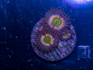 Zoanthids - Peach Infusion
