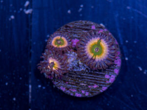 Zoanthids - Peach Infusion