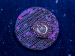 Zoanthids - Petroglyph