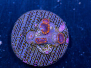 Zoanthids - Red Hornet