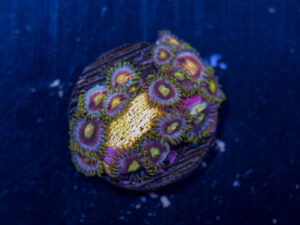Zoanthids - Green Dragon