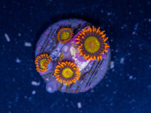 Zoanthids - Mandarin Orange
