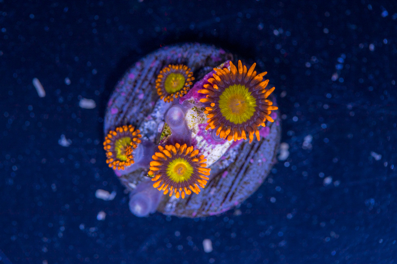 Zoanthids - Mandarin Orange 1 Zoanthids - Mandarin Orange
