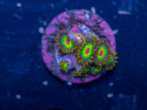 Zoanthids - Rasta
