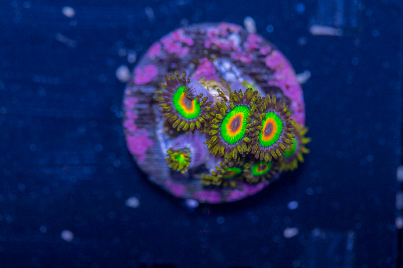 Zoanthids - Rasta 1 Zoanthids - Rasta