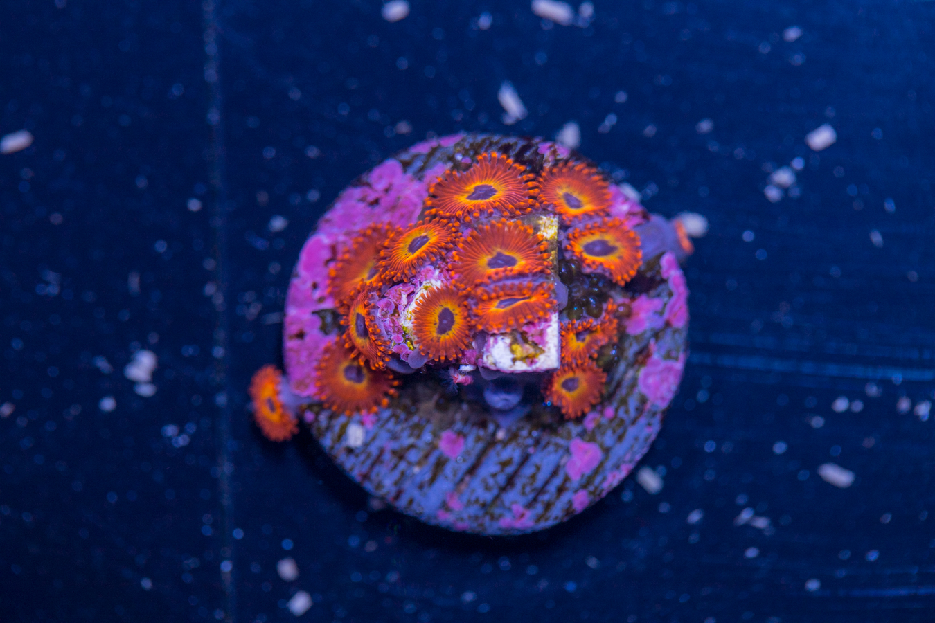 Zoanthids - Diabolique 1 Zoanthids - Diabolique