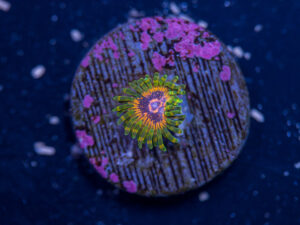 Zoanthids - Adonis