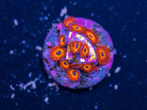 Zoanthids - Diabolique