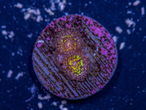 Zoanthids - Black Galaxy