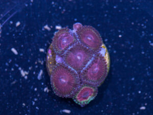 Zoanthids
