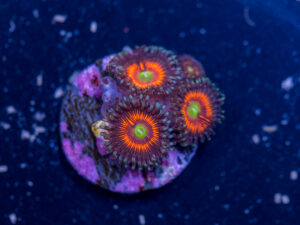 Zoanthids - Everlasting Gobstopper