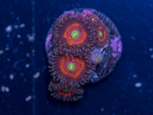 Zoanthids - Everlasting Gobstopper