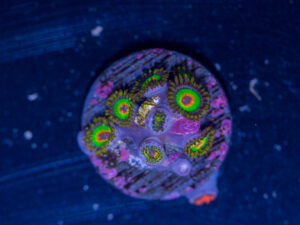 Zoanthids - Rasta