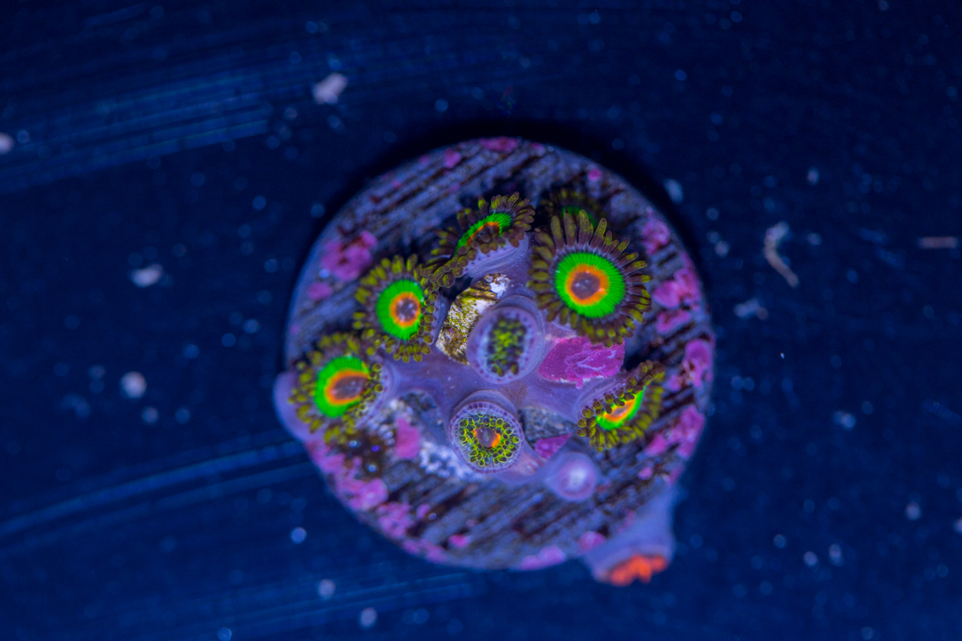 Zoanthids - Rasta 1 Zoanthids - Rasta