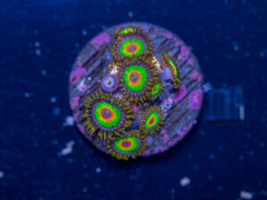 Zoanthids - Rasta