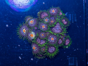 Zoanthids - Purple Monster / Pinwheel