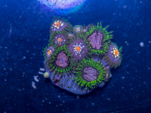 Zoanthids - Purple Monster / Pinwheel