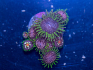 Zoanthids - Purple Monster / Pinwheel