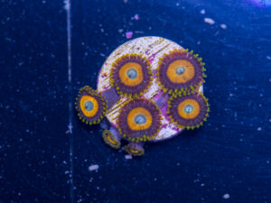 Zoanthids - LA Laker