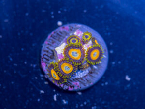 Zoanthids - LA Laker