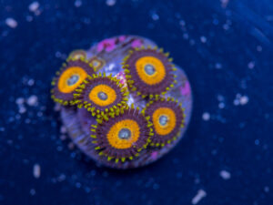Zoanthids - LA Laker