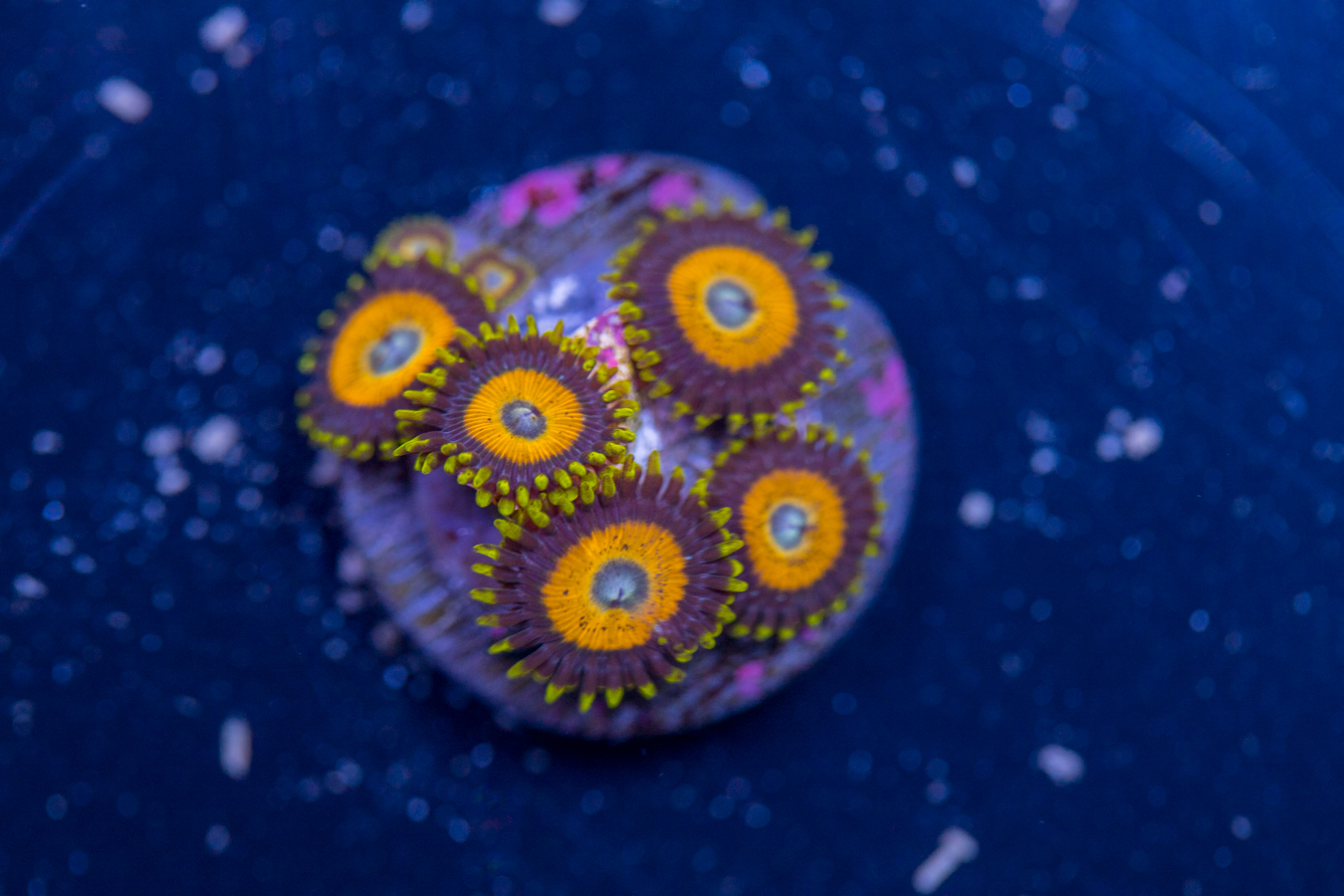 Zoanthids - LA Laker 1 Zoanthids - LA Laker