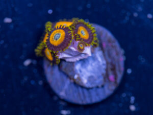 Zoanthids - LA Laker