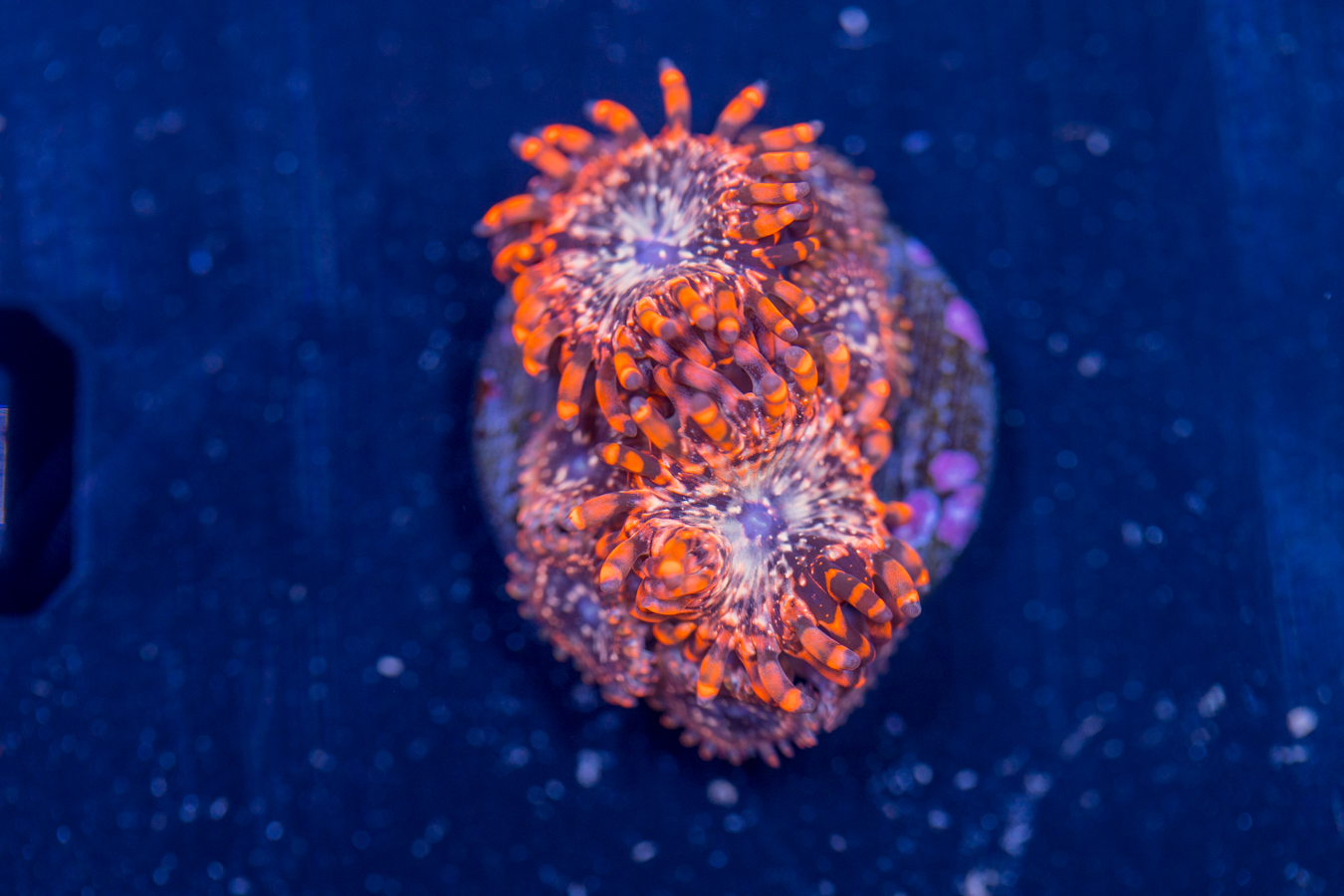 Zoanthids - Utter Chaos 1 Zoanthids - Utter Chaos