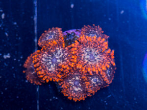 Zoanthids - Utter Chaos