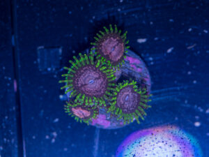 Zoanthids - Purple Monster