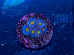 Zoanthids - AOI