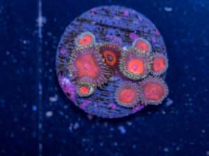 Zoanthids - Dragon Eye