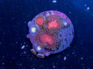 Zoanthids - Dragon Eye