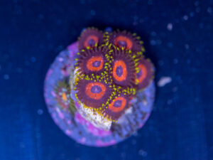 Zoanthids - Whammin Watermelon