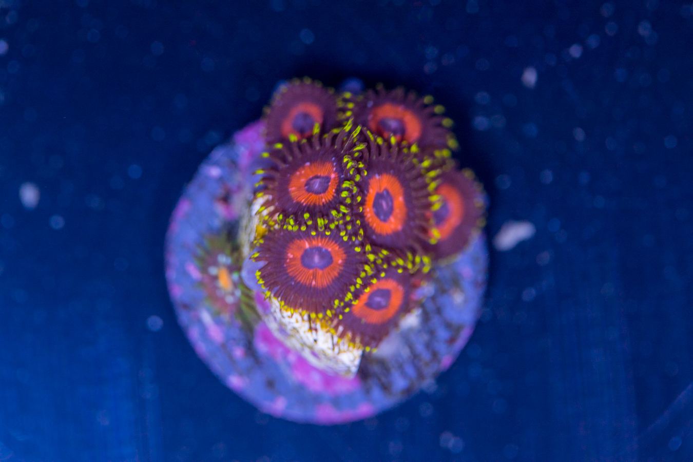 Zoanthids - Whammin Watermelon 1 Zoanthids - Whammin Watermelon