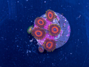 Zoanthids - Whammin Watermelon